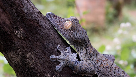 Madagaskar - Koningen van de camouflage